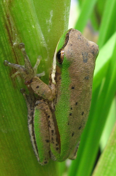 Image of Eastern Dwarf Tree Frog