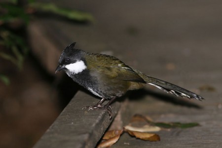 Image of Eastern Whipbird