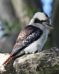 Image of Laughing Kookaburra