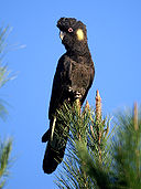 Image of Yellow-tailed Black Cockatoo