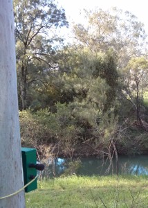 An acoustic sensor attached to a tree.